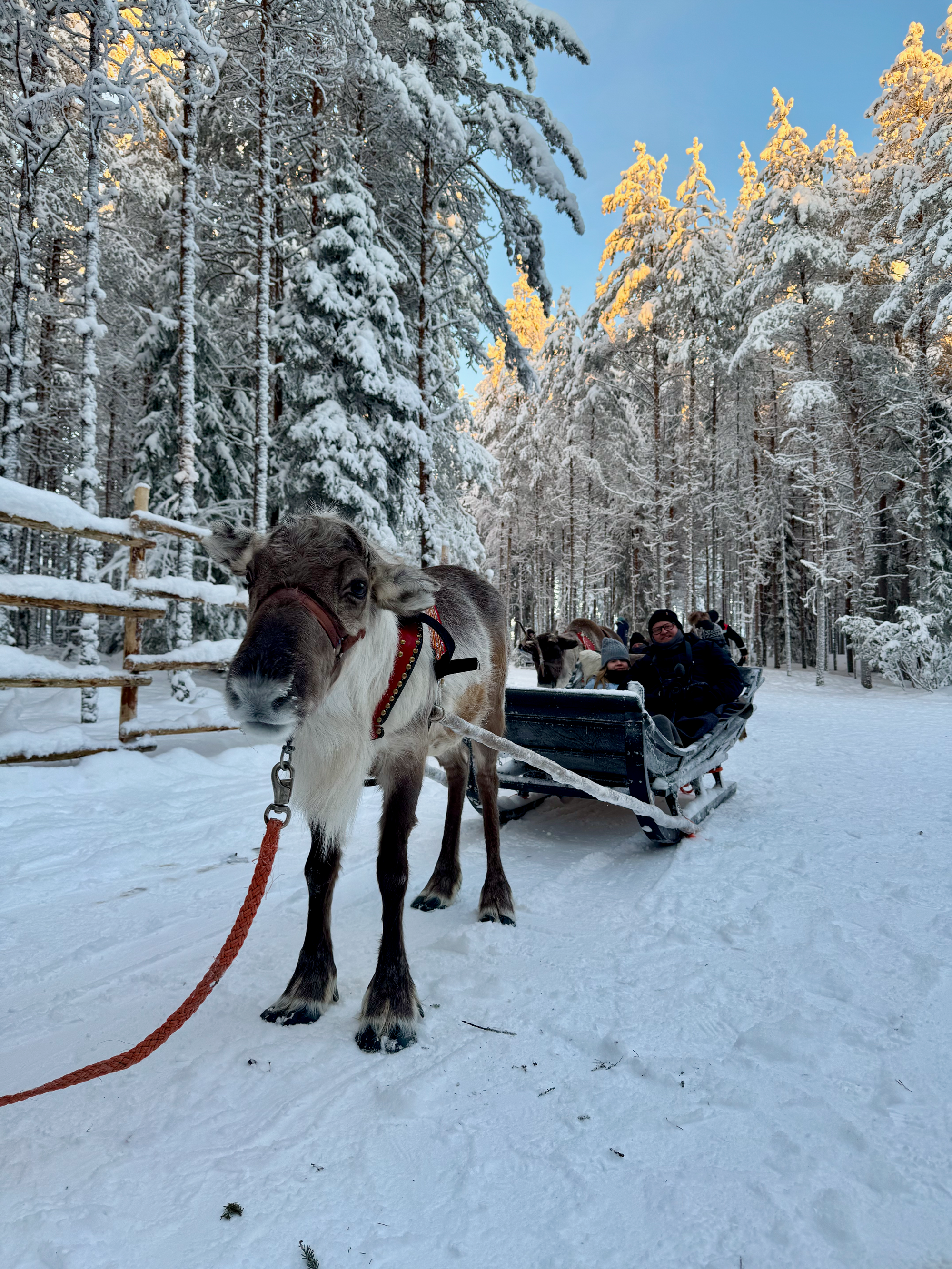 Adam and Lily on a reindeer sleigh in Rovaniemi Finland