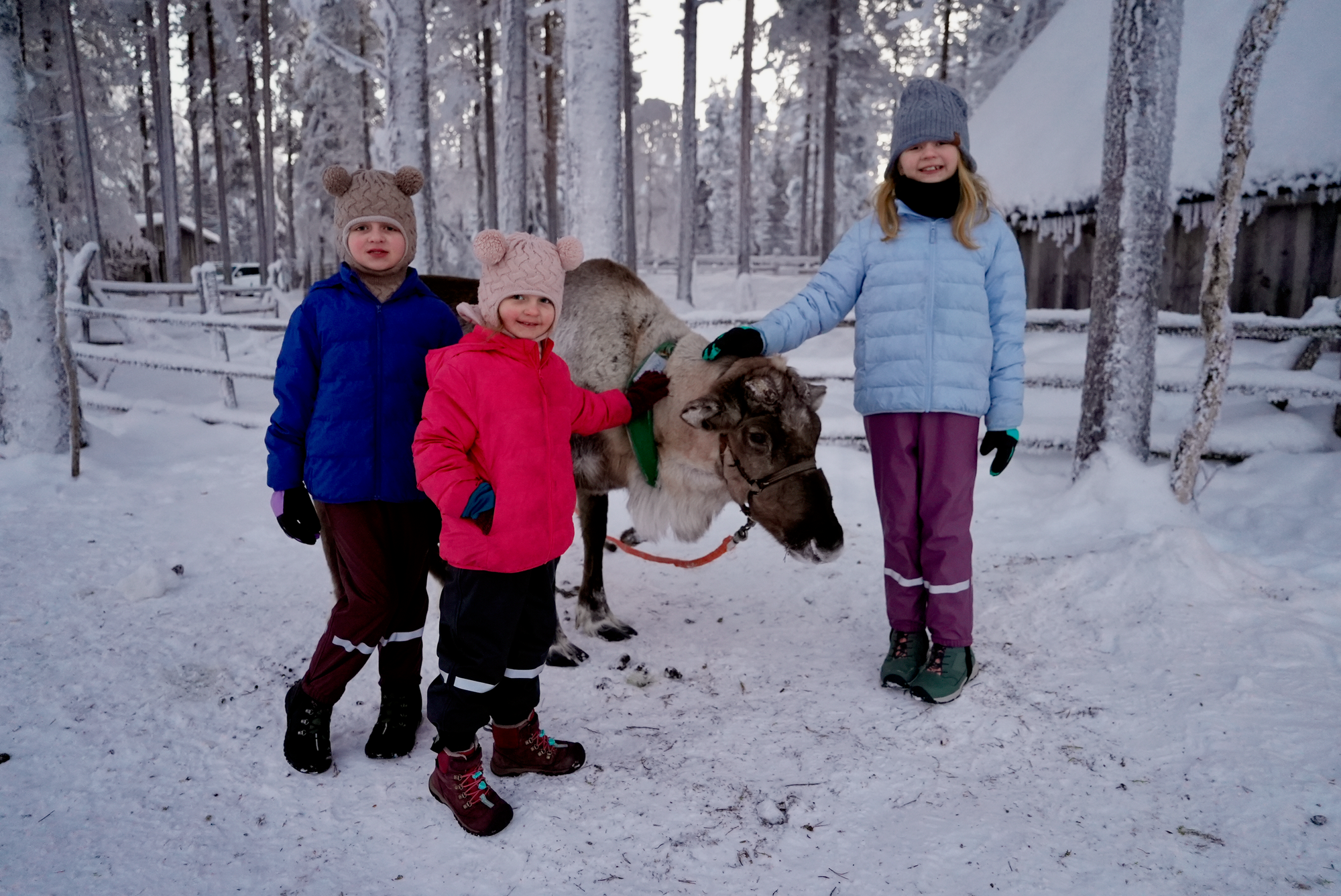 Harper Cora and Lily meeting a reindeer in Rovaniemi Finland January 2026